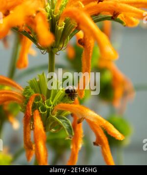 Cape Town, Afrique du Sud - 09/04/2020 abeille collectant du pollen d'orange succulent. Banque D'Images