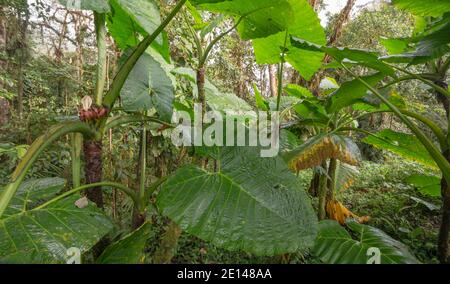 Plantation de plantes d'oreille d'éléphant (Xanthosoma sp., un arum géant, famille des Araceae) croissant dans la forêt montagnarde sur les pentes occidentales des Andes près de l'esprit Banque D'Images