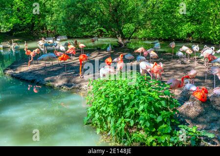 Flamingo dans parc exotique . Oiseaux du paradis Banque D'Images