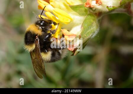 gros bourdon sur une fleur jaune au printemps Banque D'Images