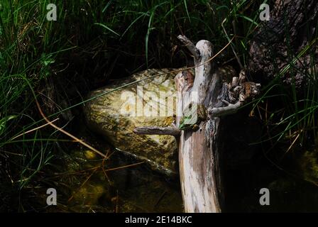 grenouille verte assise au soleil sur l'étang un tronc d'arbre Banque D'Images