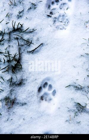 Des Traces De Pieds De Chat Dans La Neige Photo Stock Alamy