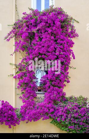 Bougainvilliers fleurit autour d'une façade de maison dans la vieille ville d'Imperia, région Ligurie, Italie Banque D'Images