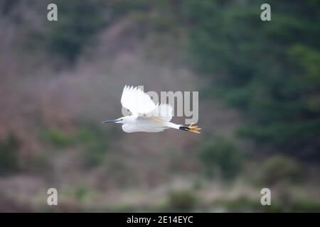 Aigrette garzette en vol Banque D'Images