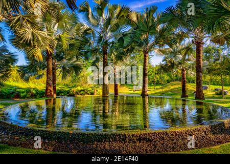 Faune et feuillage dans les jardins près de la baie de Singapour Banque D'Images