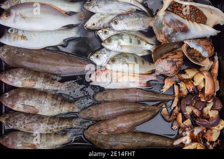 Plats frais de la mer dans une variété de plateaux. Banque D'Images