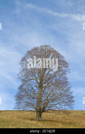 90/5000 érable debout à l'automne sans feuilles Sur UN pré de montagne dans le Monti Lessinis Banque D'Images