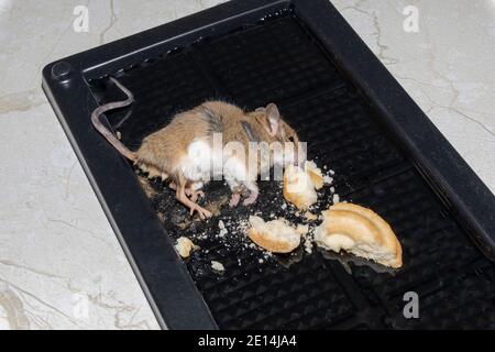 Une souris sauvage commune a trouvé mort coincée à un rongeur piège à colle Banque D'Images