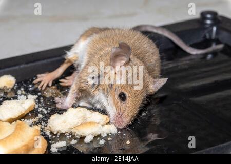 Une souris sauvage commune a trouvé mort coincée à un rongeur piège à colle Banque D'Images