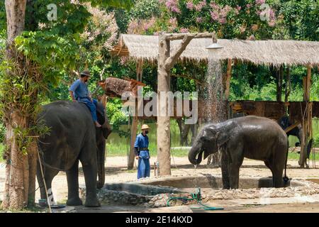 Lampang, Thaïlande - 16 décembre 2020 : bébé éléphant d'asie apprendre à prendre une douche pour montrer le touriste à l'école d'éléphant de Thai Elephant Conserva Banque D'Images