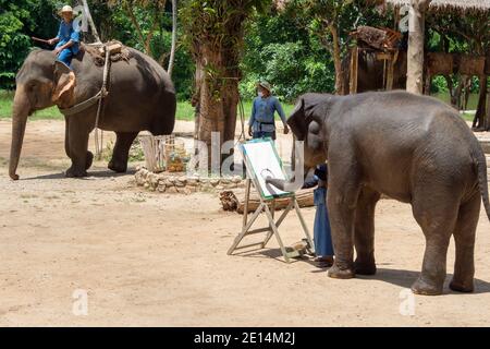 Lampang, Thaïlande - 17 janvier 2022 : le bébé éléphant d'asie commence à dessiner et à peindre sur le cadre photo pour montrer le touriste dans l'école d'éléphant à Banque D'Images