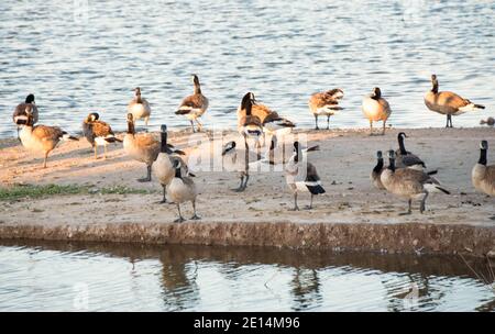 Bernaches du Canada au parc Cornerstone/Railroad Lake, Henderson, Nevada. Banque D'Images