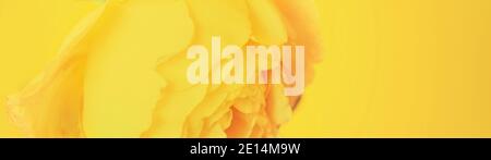 Composition de rose jaune de fleur festive sur fond jaune. Les couleurs tendance de 2021. Concept anniversaire, mère, Saint-Valentin, mariage. Banque D'Images