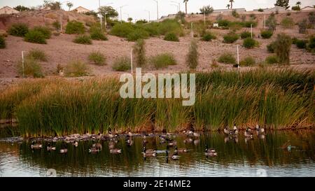 Bernaches du Canada au parc Cornerstone/Railroad Lake, Henderson, Nevada. Banque D'Images