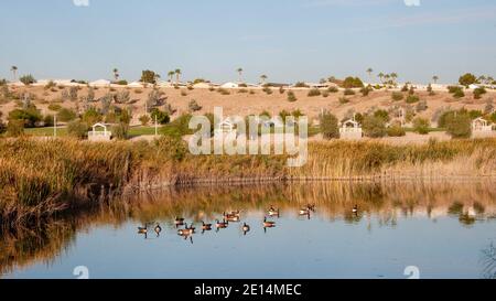 Bernaches du Canada au parc Cornerstone/Railroad Lake, Henderson, Nevada. Banque D'Images