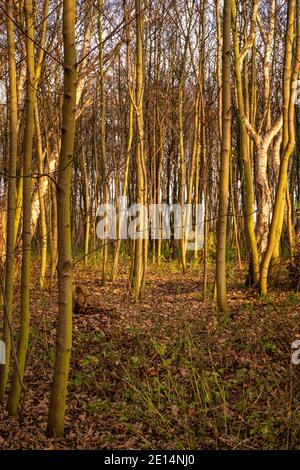 Les jeunes arbres baignent au soleil de l'heure d'or. Photo du comté de Scania, sud de la Suède Banque D'Images