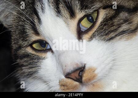 Gros plan d'un chaton avec de gros yeux jaunes Banque D'Images