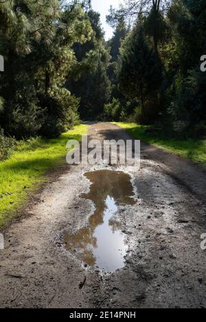 Un chemin dans une forêt avec une flaque d'eau de pluie, par une belle journée d'hiver Banque D'Images