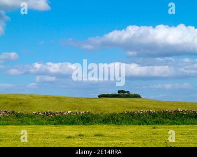 Arbres à Minninglow un lieu de sépulture préhistorique néolithique près de Parwich Dans le parc national de Peak District Derbyshire Dales Angleterre Royaume-Uni Banque D'Images