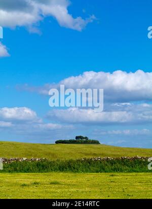 Arbres à Minninglow un lieu de sépulture préhistorique néolithique près de Parwich Dans le parc national de Peak District Derbyshire Dales Angleterre Royaume-Uni Banque D'Images