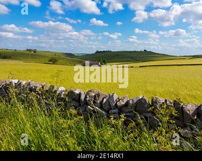 Mur de pierre de Drystone et paysage roulant typique près de Parwich dans la région de White Peak du parc national de Peak District Derbyshire Dales Angleterre. Banque D'Images