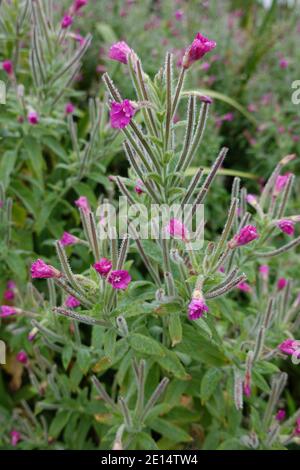 Grande plante de Willowherb (Epilobium hirsutum) Banque D'Images