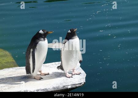 Les pingouins au Zoo d'Edimbourg Banque D'Images