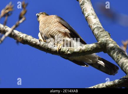 Sparrowhawk (Accipiter nisus) femelle perchée dans un arbre Kent, Royaume-Uni. Banque D'Images