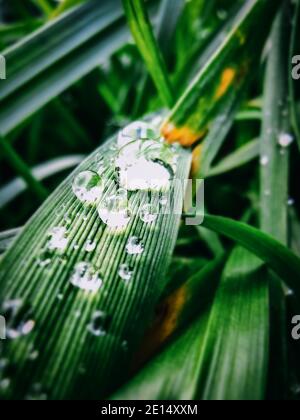Feuille verte avec gouttes d'eau. Nature feuilles vertes fraîches avec raindrop. Gouttelettes d'eau. Magnifique arrière-plan naturel, gros plan macro. Environnement, Banque D'Images