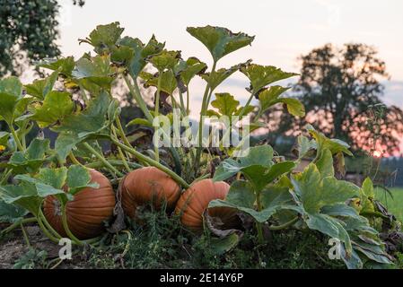 Trois citrouilles orange attendent la récolte sur le terrain Banque D'Images