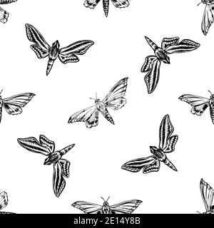 Motif sans couture avec moth ambulyx noir et blanc, hawkmoth chasseur à bandes blanches Illustration de Vecteur