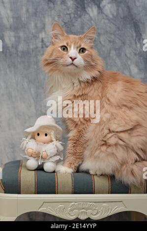 Grand et fort chat forestier norvégien mâle assis sur un chaise rayée avec poupée blanche Banque D'Images