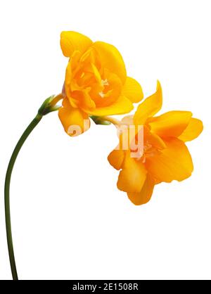 bouquet de fleurs de freesia jaunes isolées sur fond blanc Banque D'Images