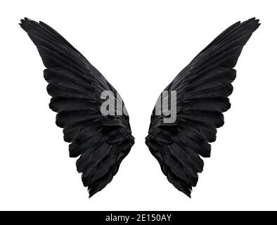 deux grandes ailes de corbeau noir isolées sur fond blanc, closeup Banque D'Images