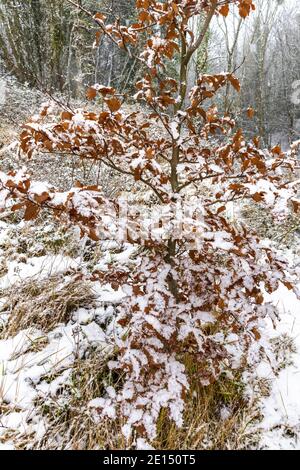 Neige tombant sur un arbre de hêtre, dans une forêt de Cotswold près de la ville de Painswick, Gloucestershire Royaume-Uni Banque D'Images