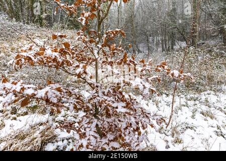 Neige tombant sur un arbre de hêtre, dans une forêt de Cotswold près de la ville de Painswick, Gloucestershire Royaume-Uni Banque D'Images