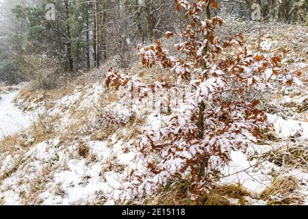 Neige tombant sur un arbre de hêtre, dans une forêt de Cotswold près de la ville de Painswick, Gloucestershire Royaume-Uni Banque D'Images