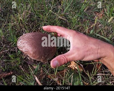 Calvatia gigantea, champignon géant de la purée dans l'herbe Banque D'Images