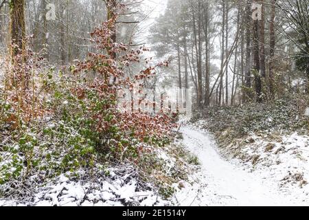 Neige tombant sur une forêt de Cotswold sur Painswick Beacon, Gloucestershire Royaume-Uni Banque D'Images