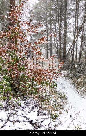 Neige tombant sur une forêt de Cotswold sur Painswick Beacon, Gloucestershire Royaume-Uni Banque D'Images