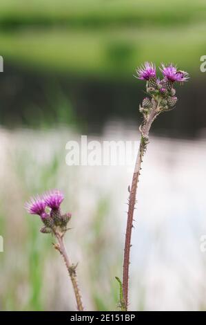 Vue verticale de plusieurs fleurs sur deux tiges du chardon commun (lat: Cirsium vulgare) avec des abeilles sauvages suggestives au nectar devant un texte Banque D'Images