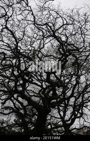 Arbre en chêne torsadé silhoueté sur un ciel gris en hiver. Banque D'Images