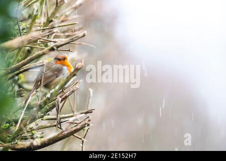 Un Robin est assis sur les branches d'un hedgerow coupé à la machine. Rose Cottage Garden, Gloucestershire. ROYAUME-UNI Banque D'Images
