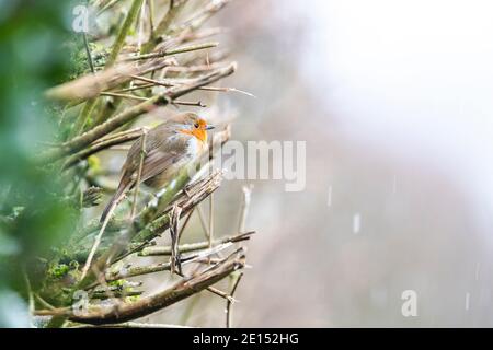 Un Robin est assis sur les branches d'un hedgerow coupé à la machine. Rose Cottage Garden, Gloucestershire. ROYAUME-UNI Banque D'Images