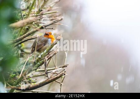 Un Robin est assis sur les branches d'un hedgerow coupé à la machine. Rose Cottage Garden, Gloucestershire. ROYAUME-UNI Banque D'Images