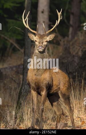 Jeune Red Deer Stag, Cervus elaphus, avec Antlers Standing Alert face à la caméra au soleil. New Forest Royaume-Uni Banque D'Images