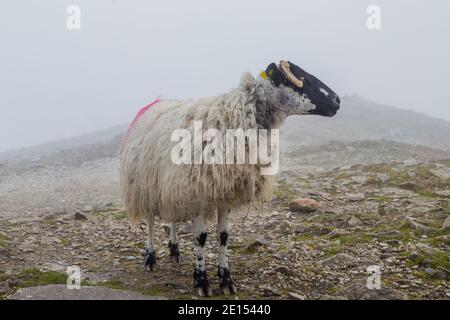 Lanark Scottish Blackface brebis (Ovis aries) à Croagh Patrick Mountain; Westport; Irlande Banque D'Images