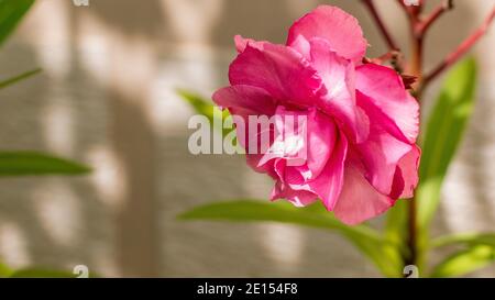 La lauriers-roses une espèce de Dogbane, Rose Bay, c'est le nom botanique de la lauriers-roses de Nerium. Le jardin avec des plantes en fleur oléander. Gros plan doux rose sucré Banque D'Images