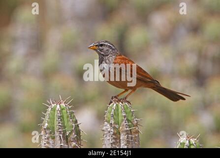 Maison Bunting (Emberiza striolata sahari) Homme adulte perché sur cactus Maroc Mai Banque D'Images