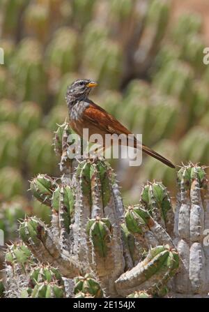 Maison Bunting (Emberiza striolata sahari) Homme adulte perché sur cactus Maroc Mai Banque D'Images